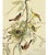 1966 Vintage Farmhouse Cottage Print "Orchard Oriole" After John James Audubon For Sale