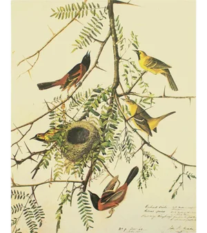 1966 Vintage Farmhouse Cottage Print "Orchard Oriole" After John James Audubon