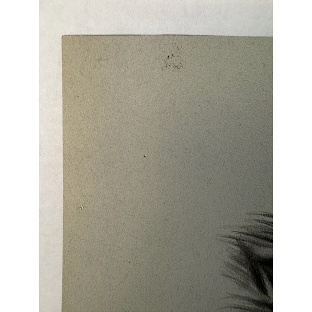 1940s Original Signed Graphite Illustration of Collie Dog Portrait, 11.75 × 8.75 In. For Sale - Image 4 of 6