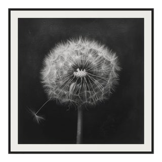 27.5' X 27.5' - 'Dandelion' #3 - Black and White Limited Edition Botanical Floral Photograph Print For Sale