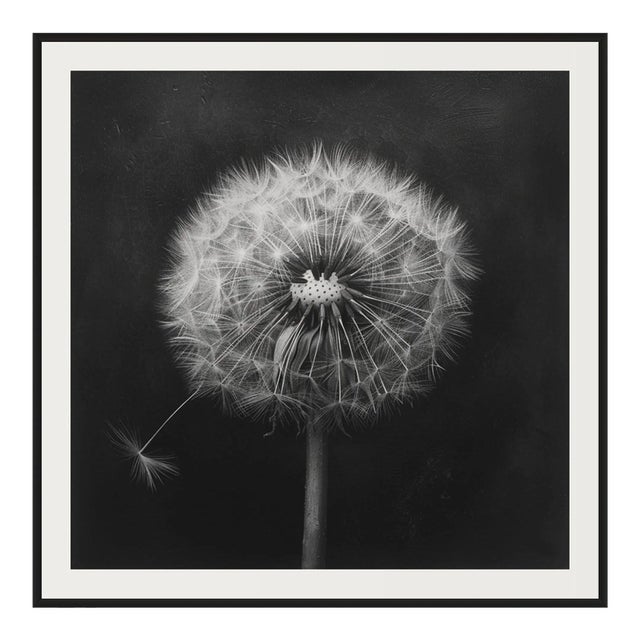 27.5' X 27.5' - 'Dandelion' #3 - Black and White Limited Edition Botanical Floral Photograph Print For Sale