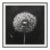 27.5' X 27.5' - 'Dandelion' #3 - Black and White Limited Edition Botanical Floral Photograph Print For Sale