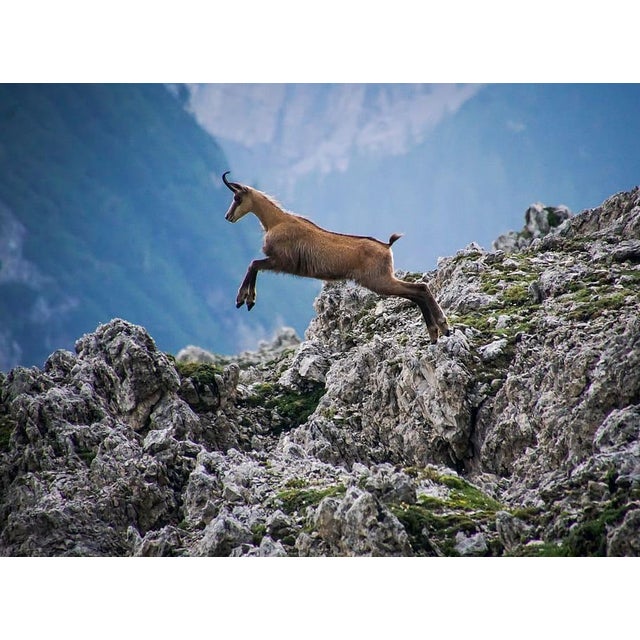 Mid 20th Century Large Black Forest Wooden Chamois Carving For Sale - Image 12 of 13