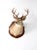 Antique Deer Mount For Sale - Image 9 of 9