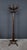 Early 20th Century Parrot Coat Rack in Beechwood, 1890s For Sale - Image 17 of 18