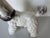 Vintage Italian Ceramic Poodle Dog Figurine For Sale - Image 4 of 12