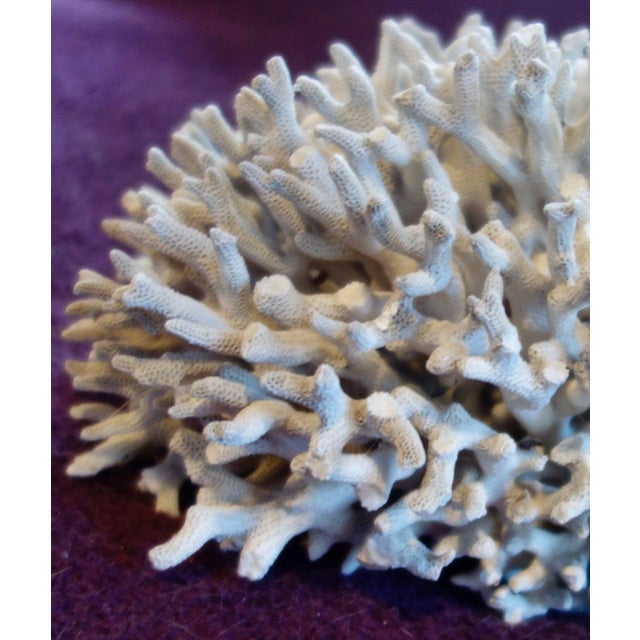 Nautical Birdsnest Coral For Sale - Image 3 of 6
