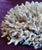 Nautical Birdsnest Coral For Sale - Image 3 of 6