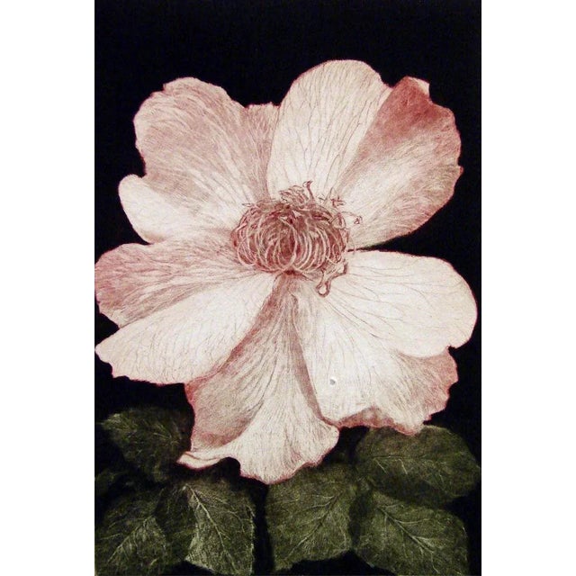 Impressionist GH Rothe Ancestor Flower Pink 1979 Hand Signed Original Mezzotint For Sale - Image 3 of 4