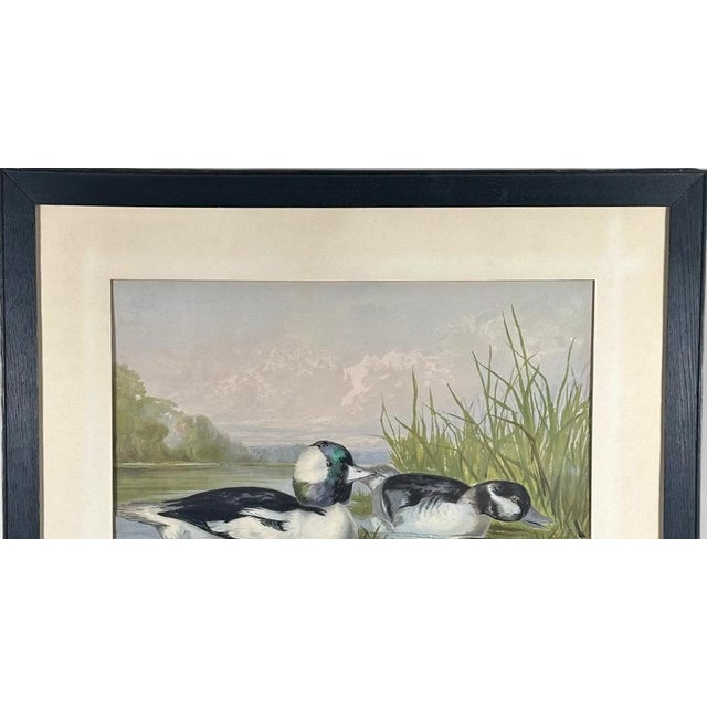 Antique 1878 Alexander Pope Jr Duck Chromolithograph Bufflehead Ducks Framed For Sale - Image 4 of 10
