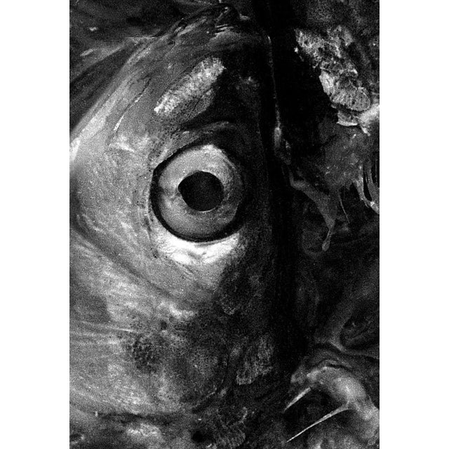 Contemporary Ian Sanderson, Sardines, Photographic Fine Art Print, 1993 For Sale - Image 3 of 5