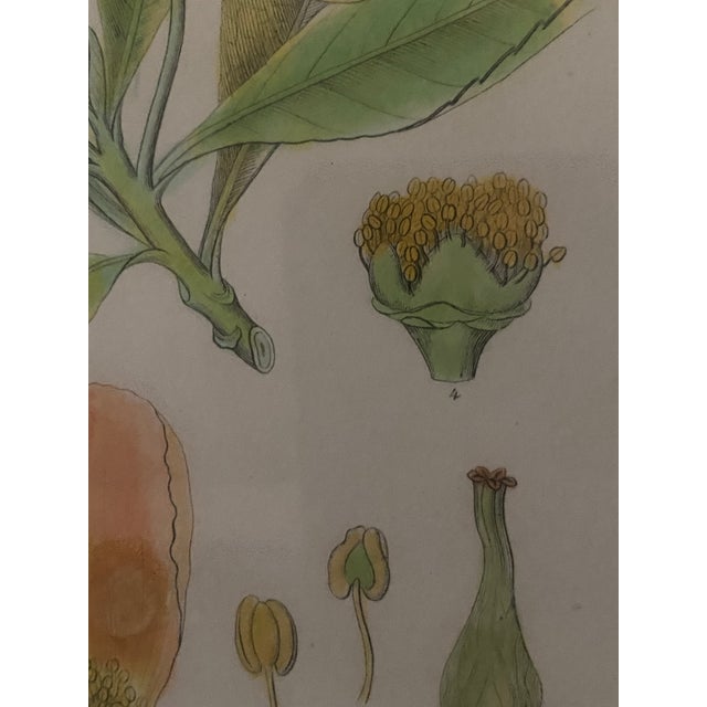 Green Vintage Mid-Century Mark Catesby "The Balsam Tree" Framed Botanical Print, 1950s For Sale - Image 8 of 12