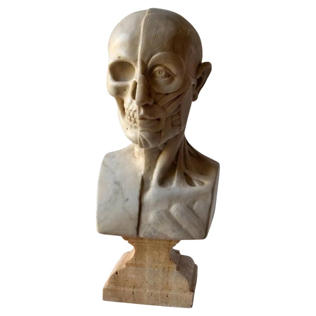 Anatomical Sculpture, Early 20th Century, Marble For Sale