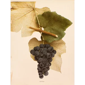 1900s U. P. Hedrick, Original Antique Photogravure of Cottage Grapes