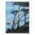 Monterey Cypress, Modern Landscape Oil Painting For Sale