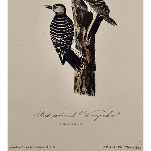 Mid 19th Century Audubon Red-Cockaded Woodpecker: A First Octavo Edition Audubon Hand-Colored Lithograph, 1840 For Sale - Image 5 of 6