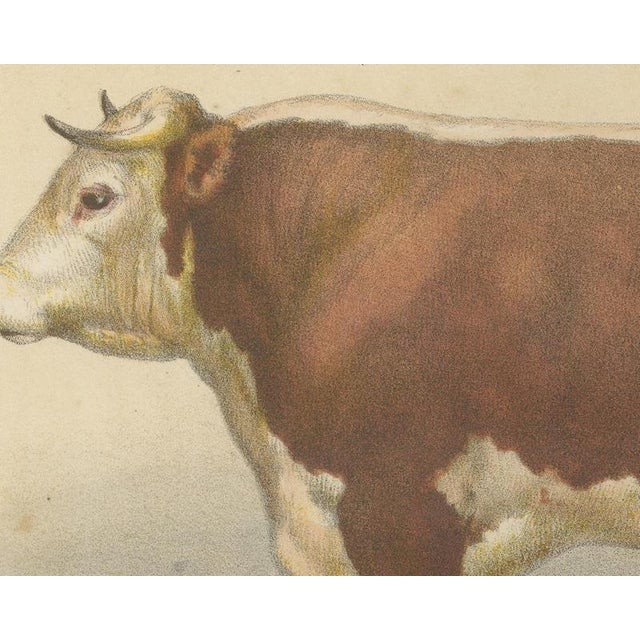 After Charles Olivier de Penne, Hereford Bull, British Cattle from Animaux De La Ferme, 1863, Chromolithograph For Sale - Image 4 of 9