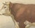 After Charles Olivier de Penne, Hereford Bull, British Cattle from Animaux De La Ferme, 1863, Chromolithograph For Sale - Image 4 of 9