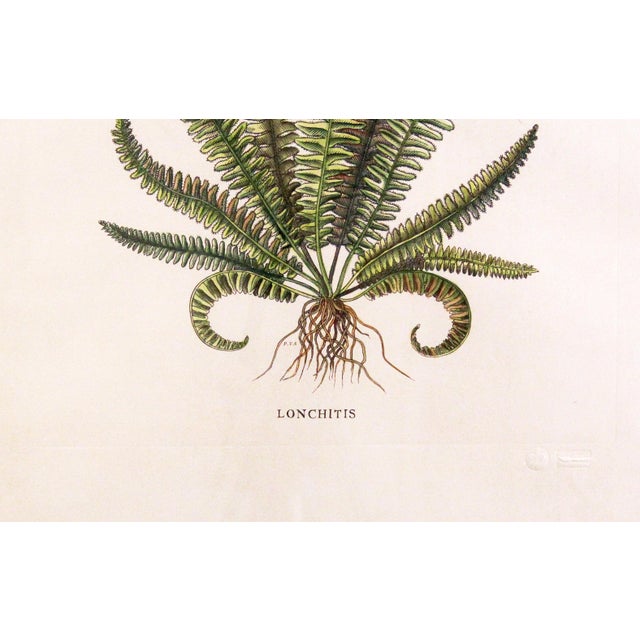 Original Vintage Custom Botanical Fern Prints with Makers Stamp For Sale - Image 12 of 18