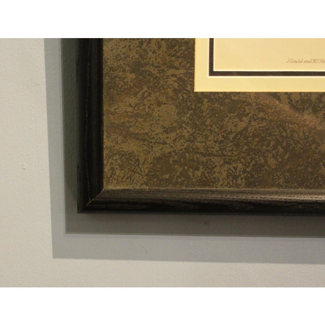 1970s English Framed Reproduction of Gould's Buff Sided Robin Lithograph For Sale In Raleigh - Image 6 of 8
