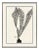 Scissor Fern Framed Art Print by Susan Hable For Sale