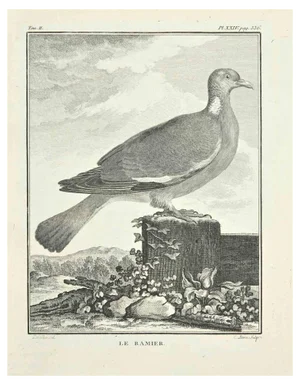 Jacques Baron, Le Bamier, Etching, 1771