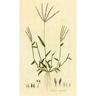 W.Curtis, Panicum Sanguinale, From "Flora Londinensis..." For Sale