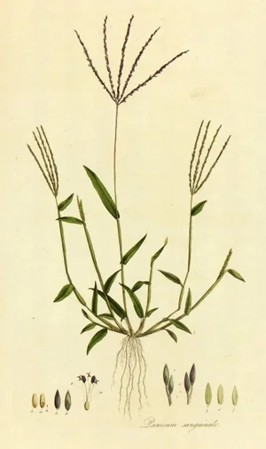 W.Curtis, Panicum Sanguinale, From "Flora Londinensis..."