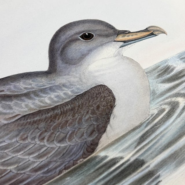 Rare Gould Pattern Gallery, 19th Century Hand-Colored Lithographs From John Gould’s Birds of Australia | Custom Mat Selection - Set of 6 For Sale - Image 11 of 18