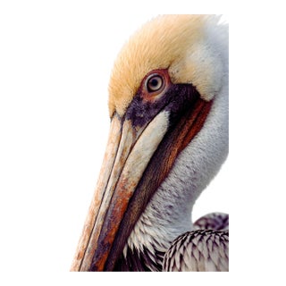 Pelican Portrait Close-Up, Coastal Wildlife Art Print, 24″ × 36″ For Sale