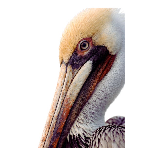 Pelican Portrait Close-Up, Coastal Wildlife Art Print, 24″ × 36″ For Sale