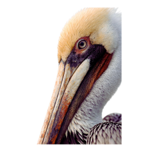 Pelican Portrait Close-Up, Coastal Wildlife Art Print, 24″ × 36″