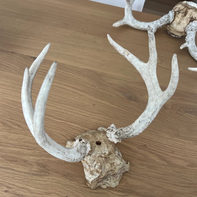 Rustic Vintage Deer Antlers For Sale - Image 3 of 9