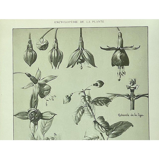 1902 -Set of 3 Antique French Botanicals- Ivy, Fushia, Sweet William, Documentation For Sale - Image 9 of 14