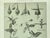 1902 -Set of 3 Antique French Botanicals- Ivy, Fushia, Sweet William, Documentation For Sale - Image 9 of 14