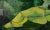 Green Mid Century Abstract Nude Oil on Canvas Painting by Edith Ferullo For Sale - Image 8 of 13