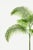 Green Vintage Palm Tree Illustration, Botanical Art Print Reproduction, 20" X 30" For Sale - Image 8 of 9