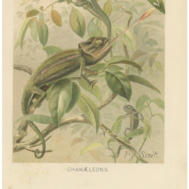 Paper P. J. Smit, Chameleons in Tropical Foliage, 1895, Color Lithograph For Sale - Image 7 of 10