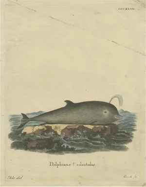 Schreber, Dolphin Species, Print