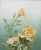 Elegant Early 20th Century Floral Still Life of Cascading Yellow Hybrid Tea Roses Realistic early 20th Century floral...