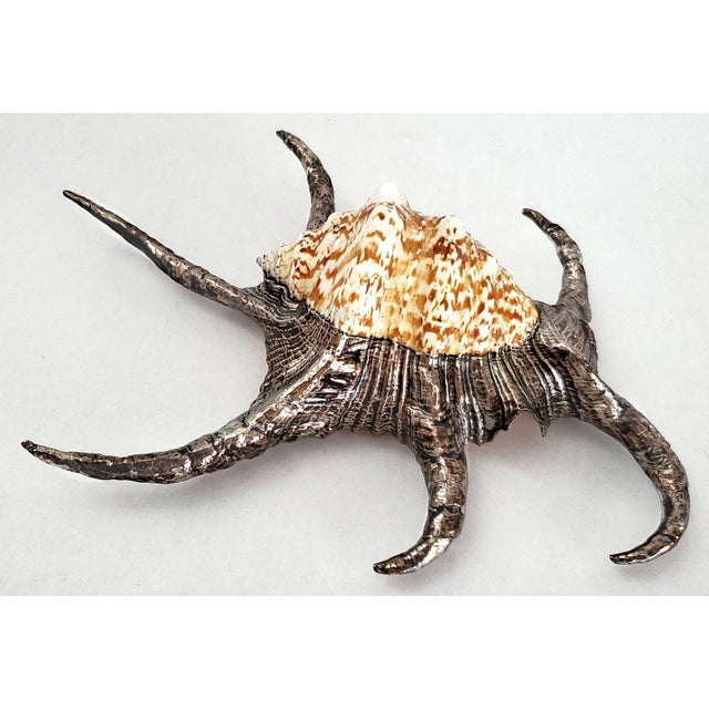 Buccellati Silver Dipped Spider Conch Seashell Shell Sculpture For Sale - Image 4 of 11