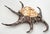 Buccellati Silver Dipped Spider Conch Seashell Shell Sculpture For Sale - Image 4 of 11
