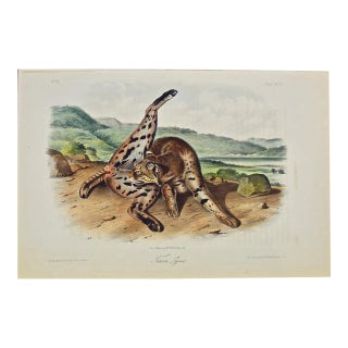 Audubon Texan Lynx: An Original Audubon 19th Century Hand-Colored Quadruped Lithograph, 1849-1856 For Sale