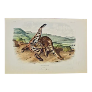 Audubon Texan Lynx: An Original Audubon 19th Century Hand-Colored Quadruped Lithograph, 1849-1856