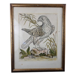 Magdalena Bouchard, Falcon, 18th Century, Engraving For Sale