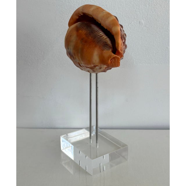 A beautiful vintage natural bullmouth conch shell specimen displayed on a clear lucite stand. Most items found at Pub &...