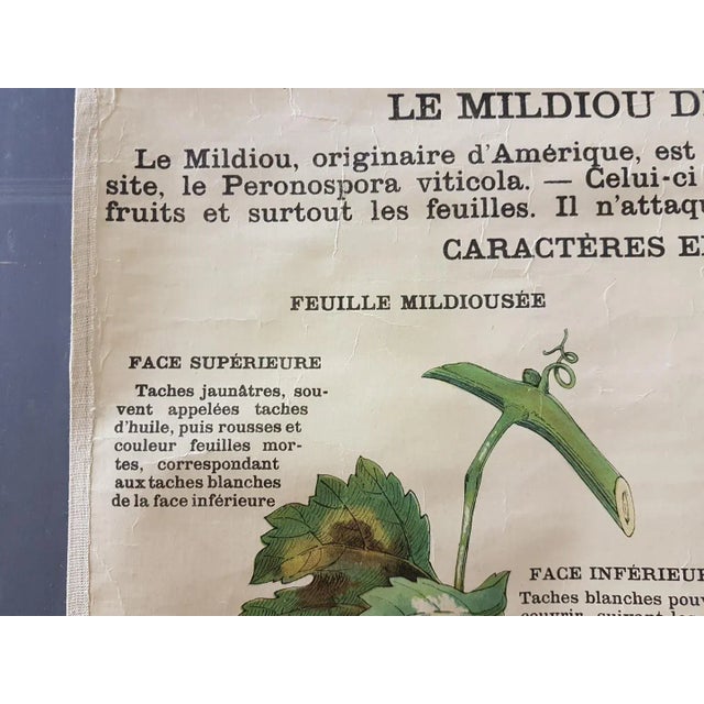 Vintage Disease of the Vines Poster on Toile For Sale - Image 4 of 10