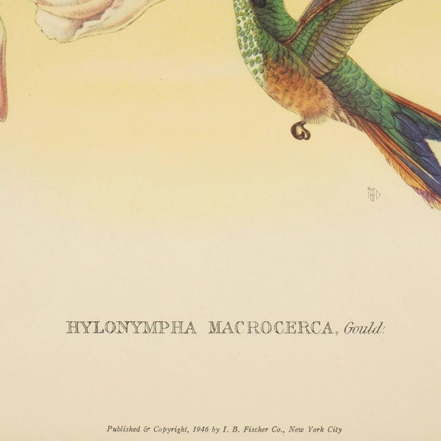 English Hylonympha Macrocerca (Scissor-Tailed Hummingbird) by John Gould, 1946 For Sale - Image 3 of 10