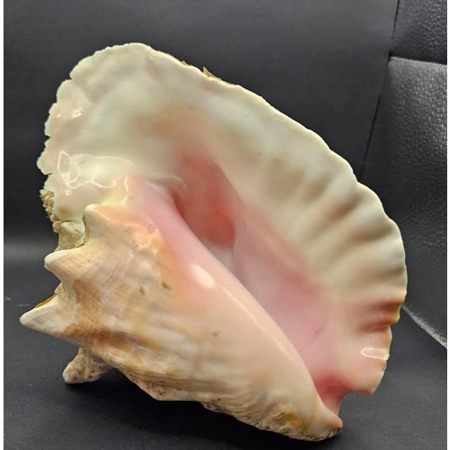 This marvelous vintage conch shell is a beautiful example of one that has been weathered by the sea, but still has the...