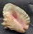 This marvelous vintage conch shell is a beautiful example of one that has been weathered by the sea, but still has the...